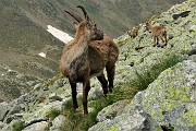 45 Osserva nel frattempo i suoi due amici